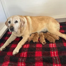 Fox Red/Yellow Lab Puppies