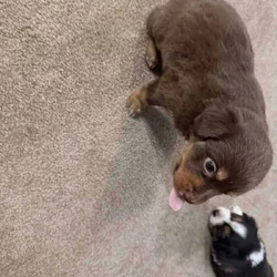 Aussie puppies for Christmas