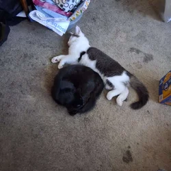 KITTENS IN NEED OF LOVING HOME