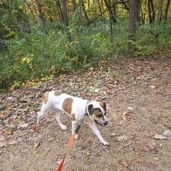 Mastiff looking for new caring home.