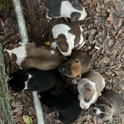 Puppy 7