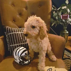 Good As Goldendoodles