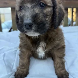 Saint Berdoodle
