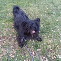 Pup needs loving home