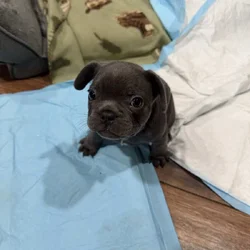 AKC French Puppys