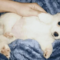 Pure white long hair chihuahua female