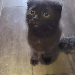 Scottish Fold kitten