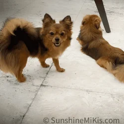 UKC, Purebred Mi-Ki Neutered Young Adult Male