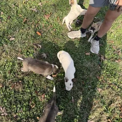 Siberian husky pit puppies