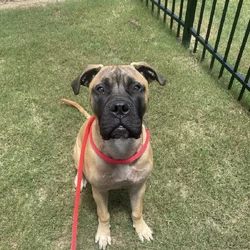 BullMastiff