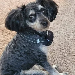 Registered Phantom Toy Poodle