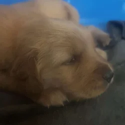 Golden Retriever puppies