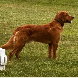 AKC Golden Retriever male