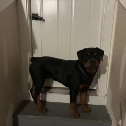 Rottweiler puppy for sale