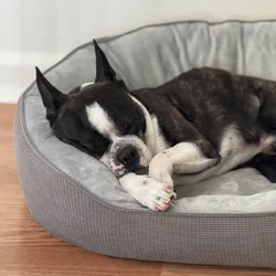 Rehome male Boston Terrier