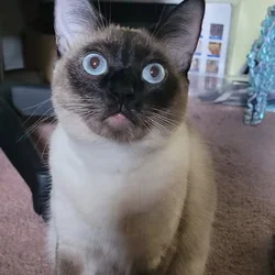 Siamese - Mix