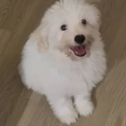 Legend looking for his forever home
