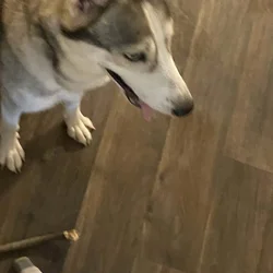 Selling Alaskan Malamute