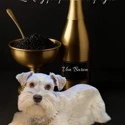 AKC mega coated miniature schnauzer puppies