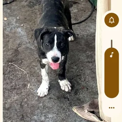 Sweet 6 month old rescue puppies
