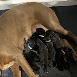 Cane Corso Puppies
