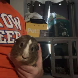 Guinea pig rehoming