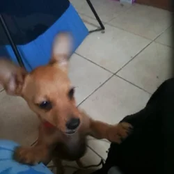 Chihuahua puppies needs a home