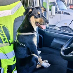 Puppy looking for a forever home