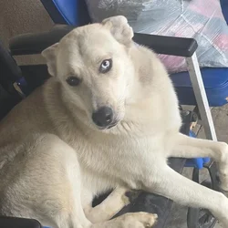 Pure Bred Alaskan Malamute