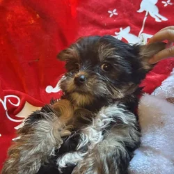 Yorkies/small/health guarantee/shots/deworm/idaho