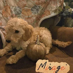 Good As Goldendoodles 5