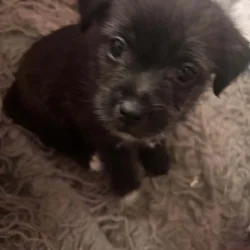 Legend patterdale terrier mix