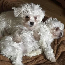 Maltipoo Puppy