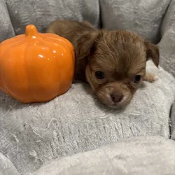 Chihuahua Puppies