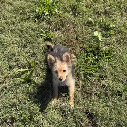 Pomeranian female puppy