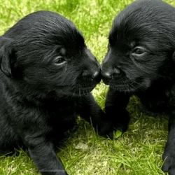 Akc Black Labrador puppies