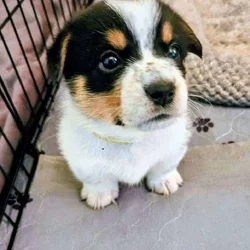 Cowboy Corgi pups