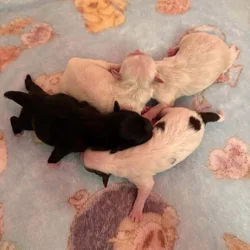 Shih Tzu puppies ready for Christmas