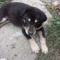 Great Pyrenees and black lab mix