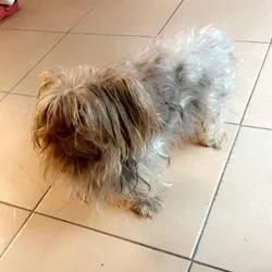 3 year old Yorkie for sale