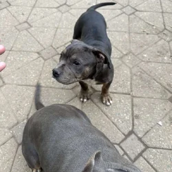 American bully pup for sale