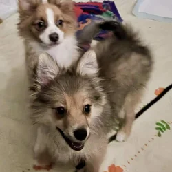 AussiePom Ceedy