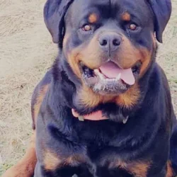 Rottweiler puppies coming soon