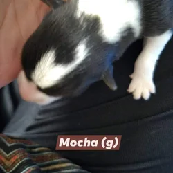 "Mocha" - F- Born 11-22-25