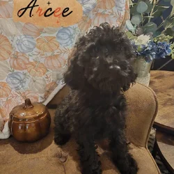 Good As Goldendoodles 7