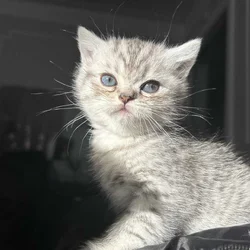 Scottish kittens