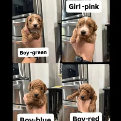 mini goldendoodle