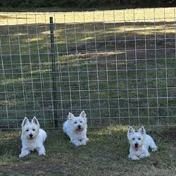 CALAPOOIA WESTIES PUPPIES