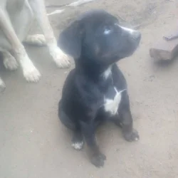 Pitsky