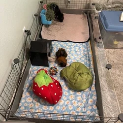 Two male Guinea Pigs for free